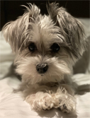 Belle at GreatCollections.com
